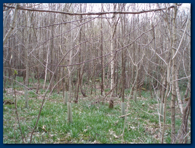 600x449 pixels (207K)